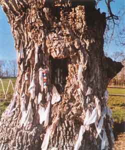 Tissus fichés dans le tronc du chêne ombrageant la fontaine de St Méen