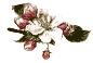 Fleur de pommier