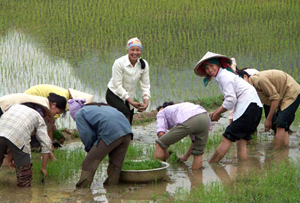 Vietnamiennes repiquant du riz